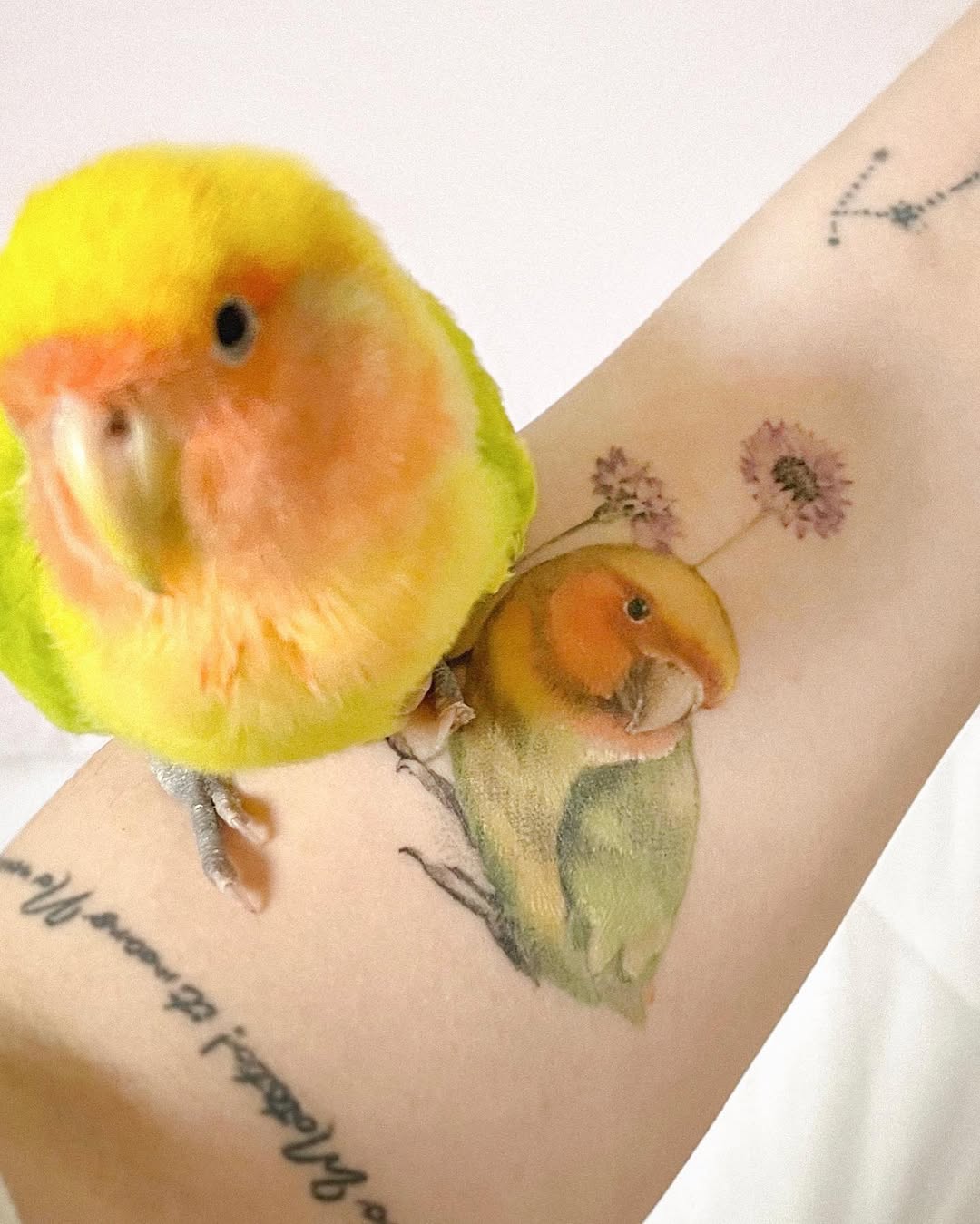 Animal, 앵무새, 공작