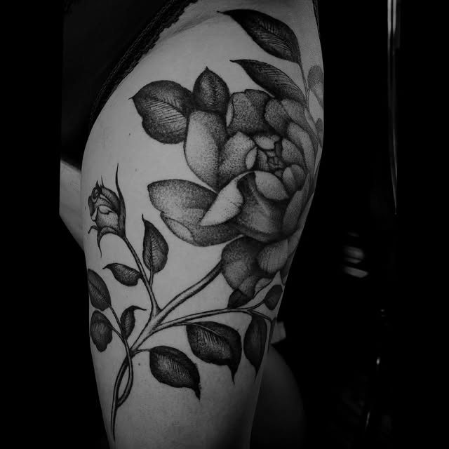 Flower, Rose, Nature