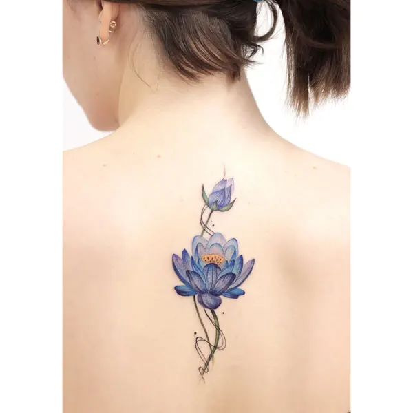 Flower, Nature, 연꽃, 한국 연꽃