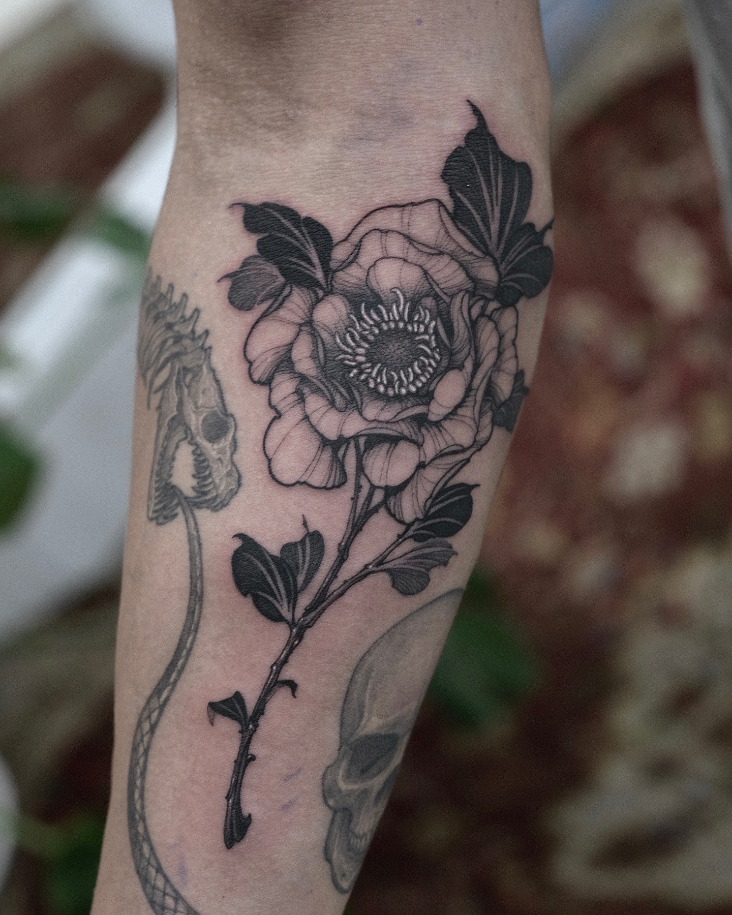 Flower, Rose