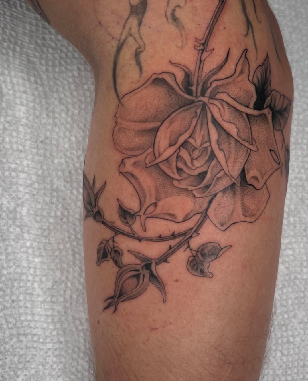 Flower, Rose