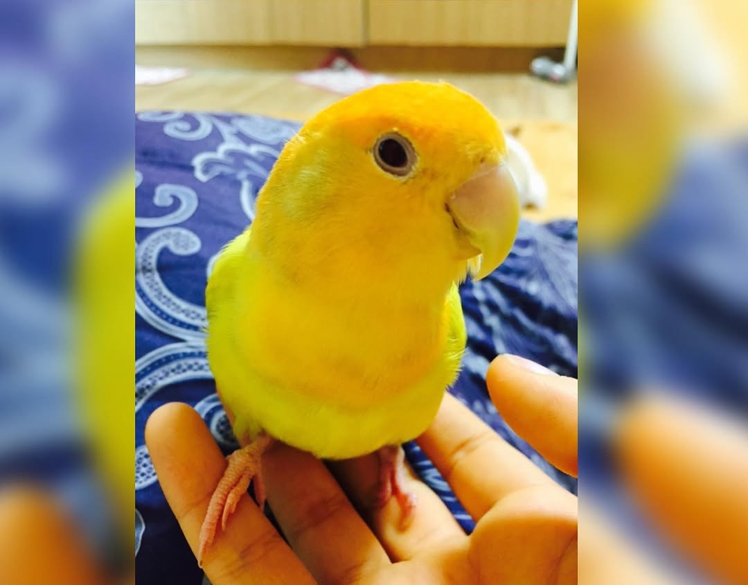 Animal