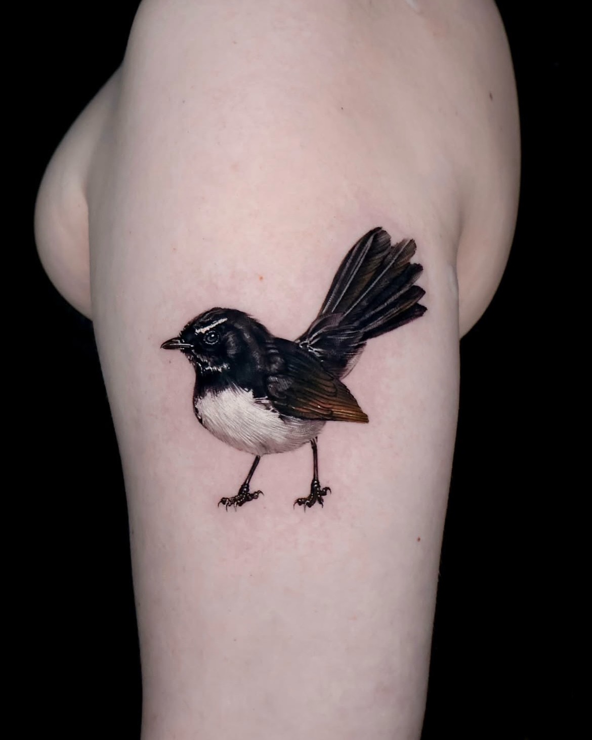 Animal, Nature, 앵무새