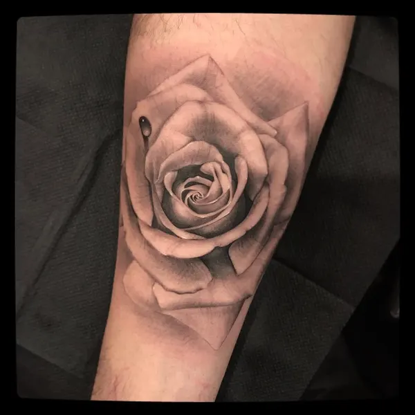 Flower, Rose