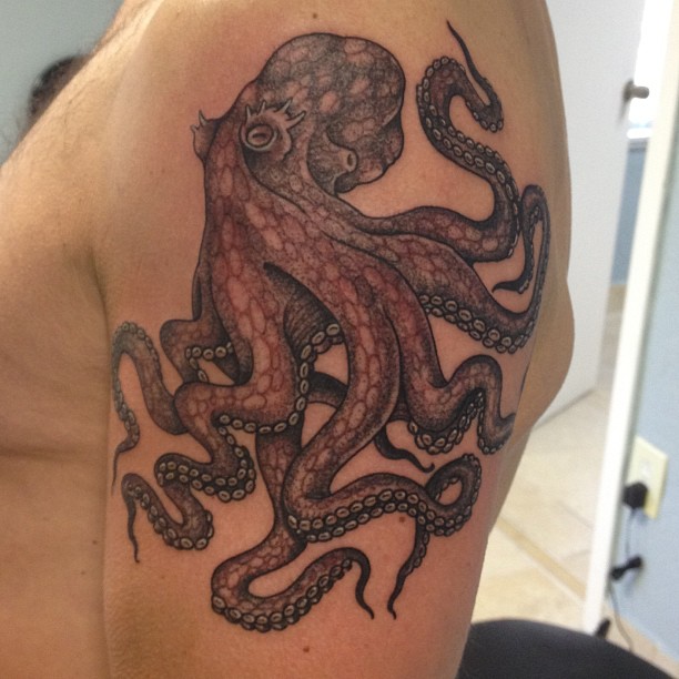 Animal