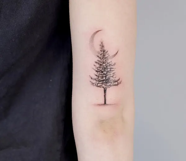 Nature, 소나무, 나무, 숲, 고사리