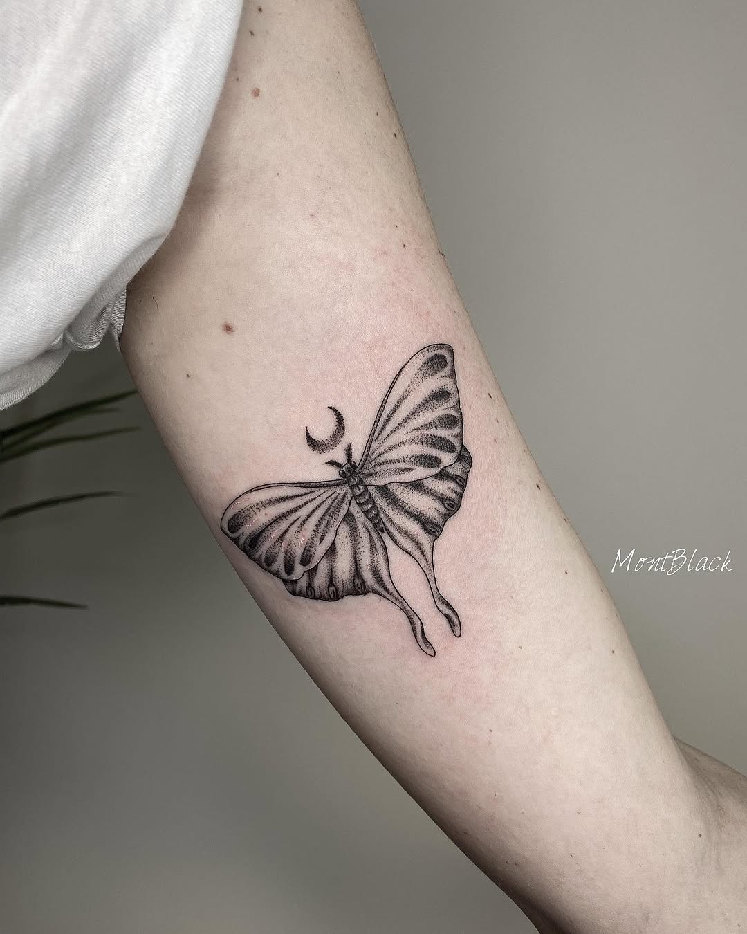 Animal, Nature