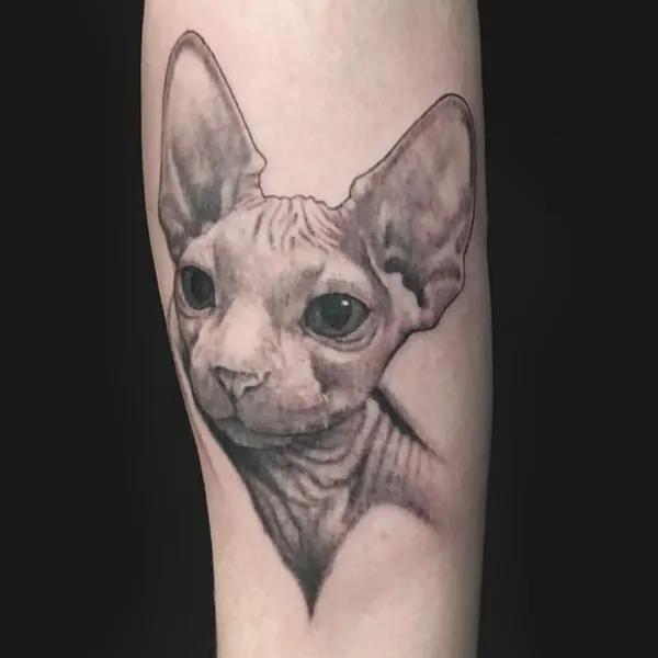 Animal