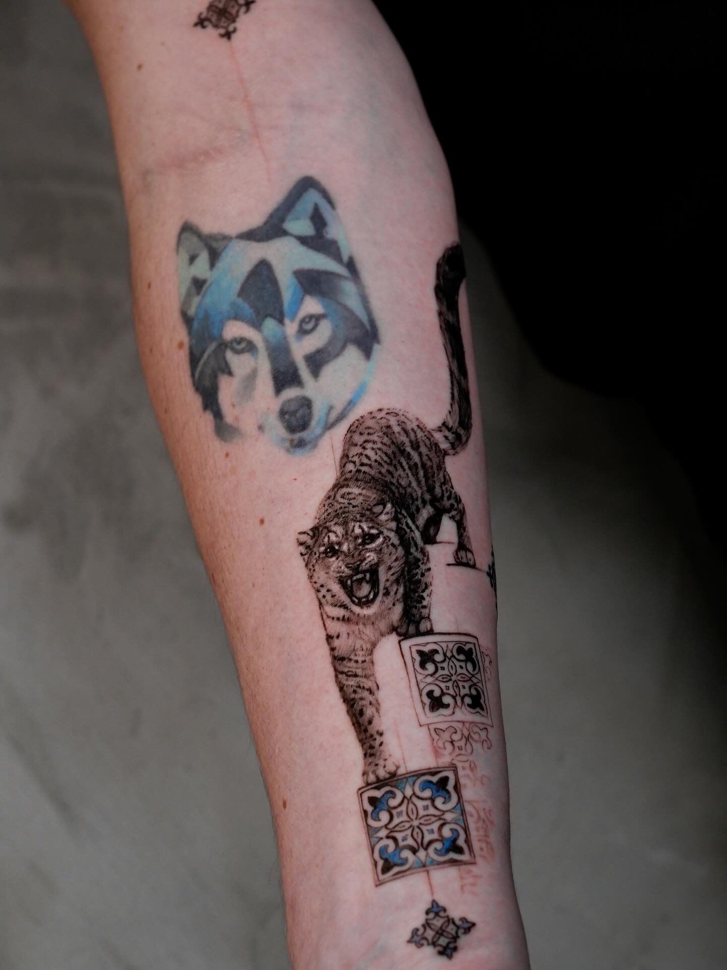 Tiger, Animal