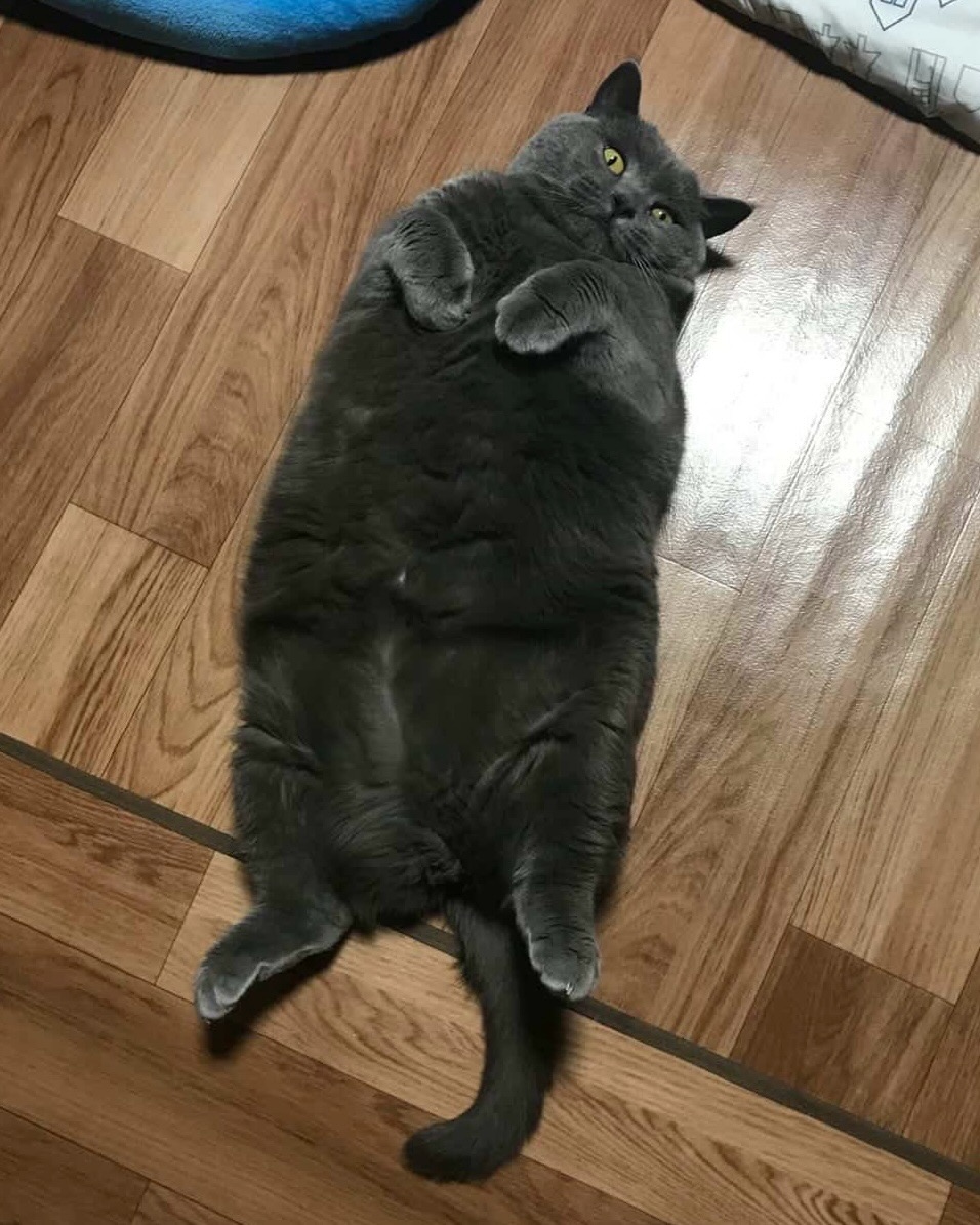 Animal