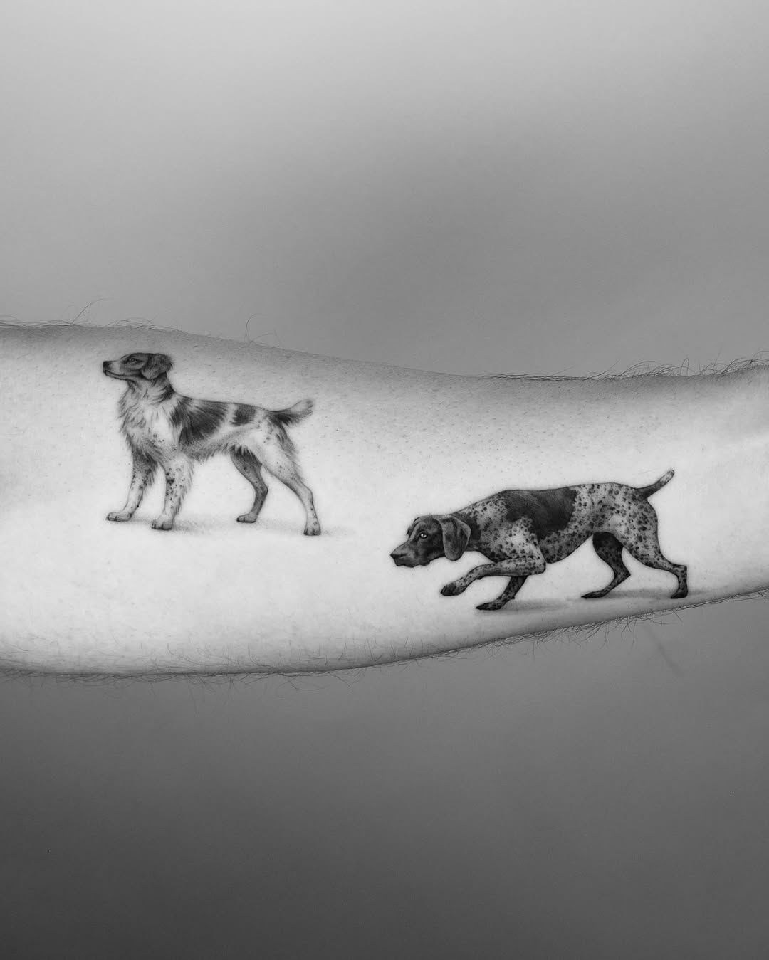 Animal