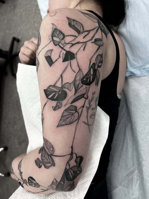 Flower, Rose, Nature
