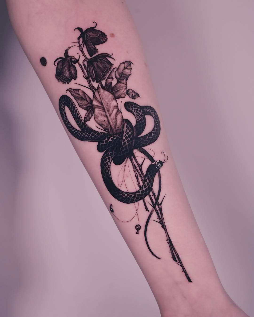 Snake, 양, 염소