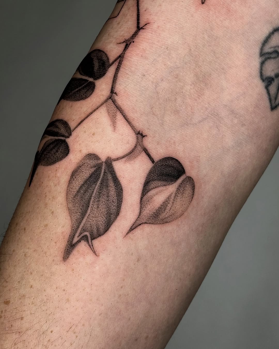 plantsnpokes