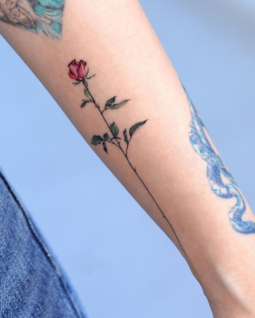Rose, Flower