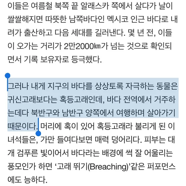 수탉, 새, 학, 공작, 깃털, 펭귄, 그리핀, 다람쥐, 앵무새, 한국 학, Animal, 비둘기