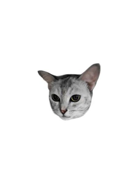 고양이