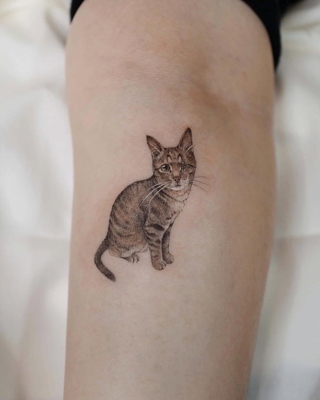 고양이
