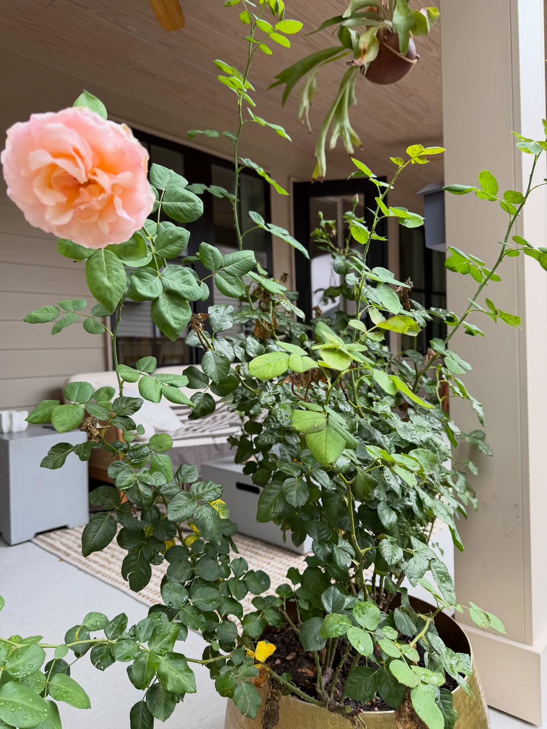 Flower, Nature, Rose
