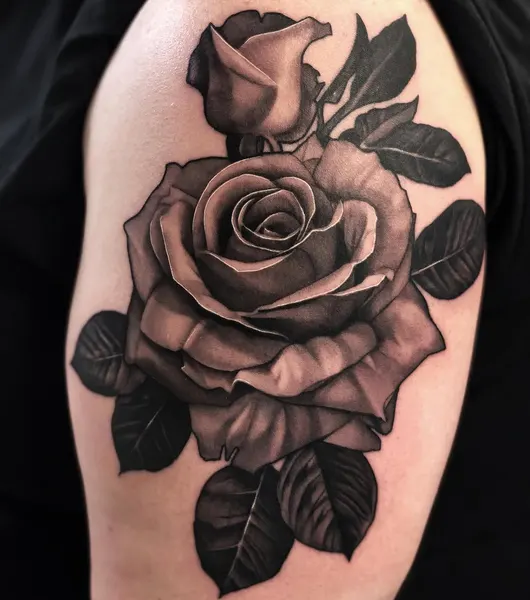 Flower, Rose, Nature