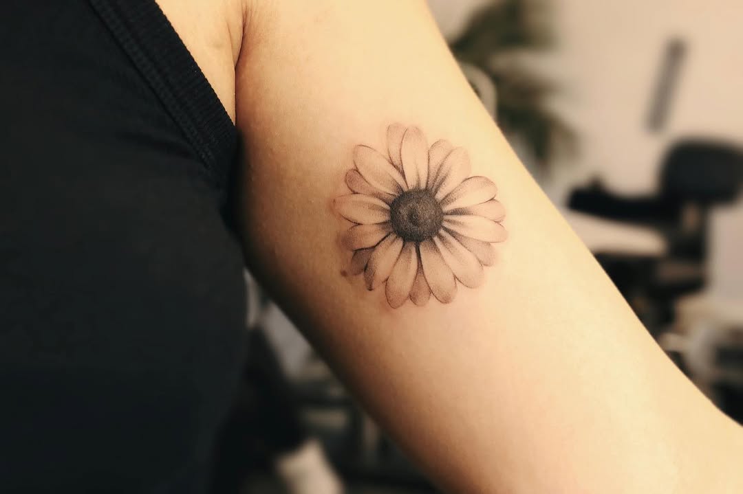 Flower, 국화, 해바라기, 데이지