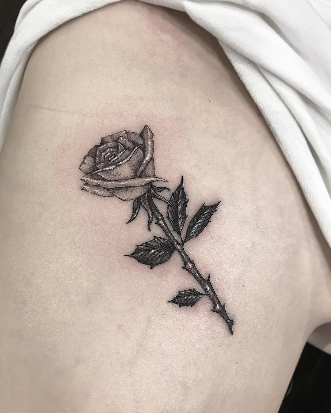 Flower, Rose, Nature