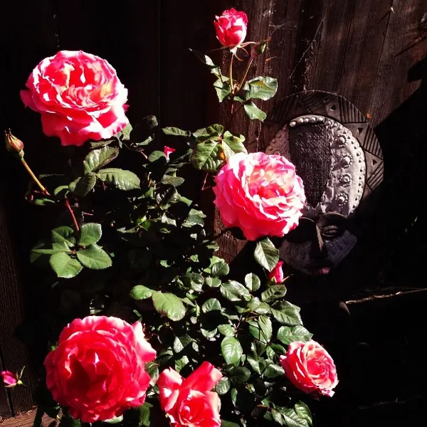 Flower, Rose, Nature