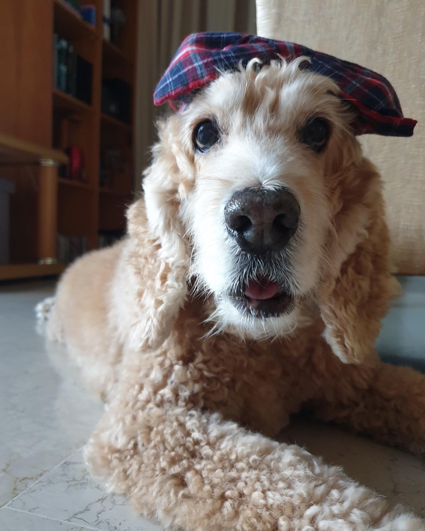 반려동물, Animal