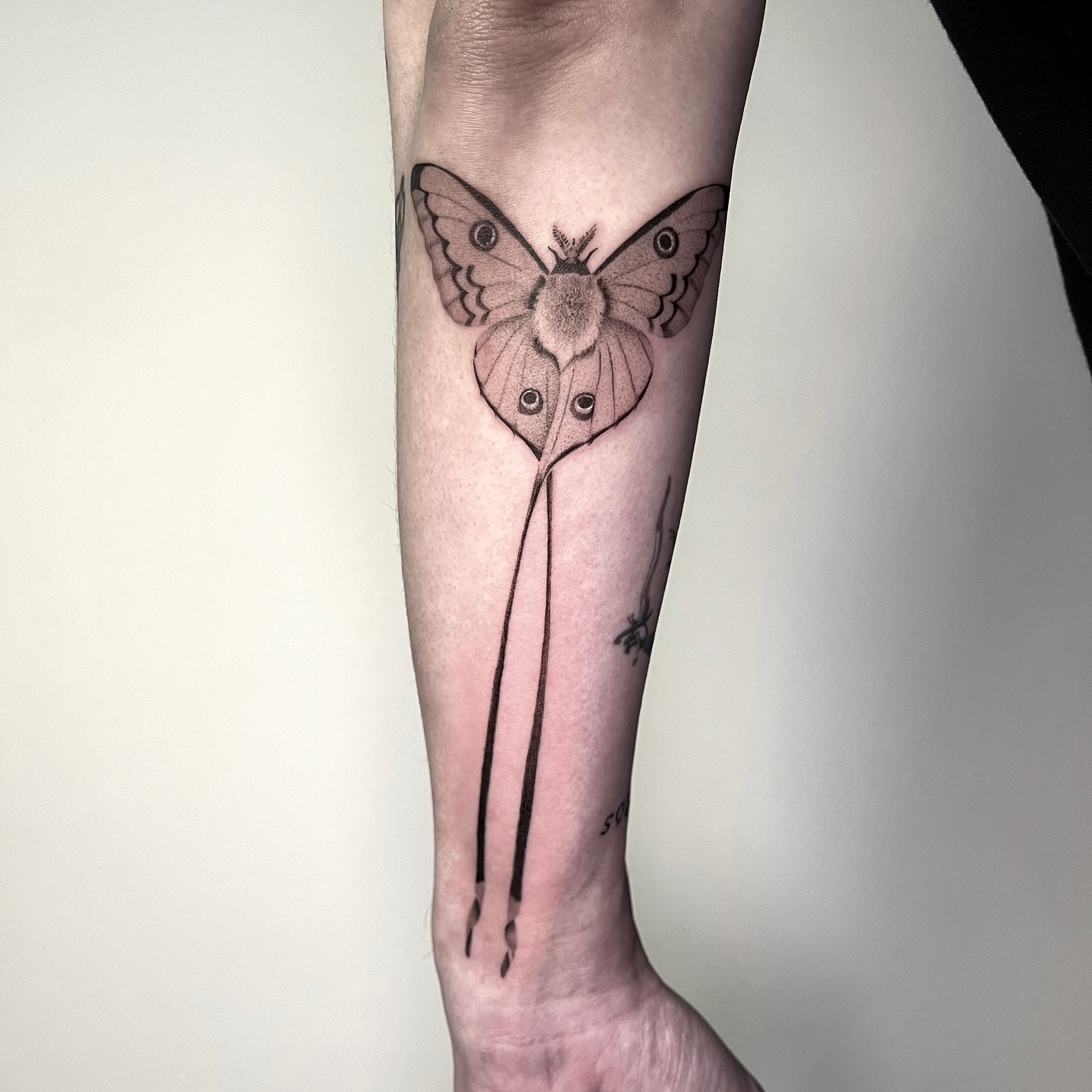 Animal, Nature