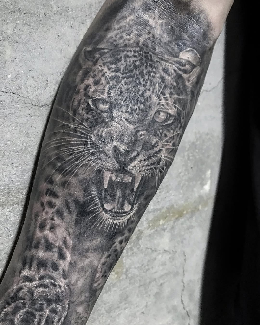 Animal, 표범, 재규어