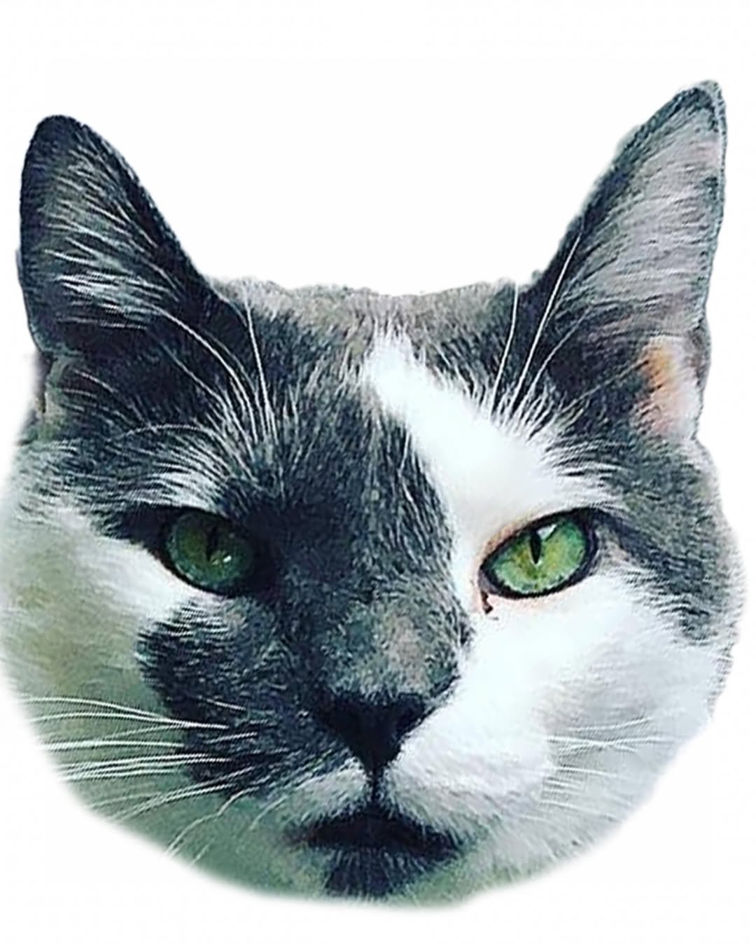 반려동물, 고양이