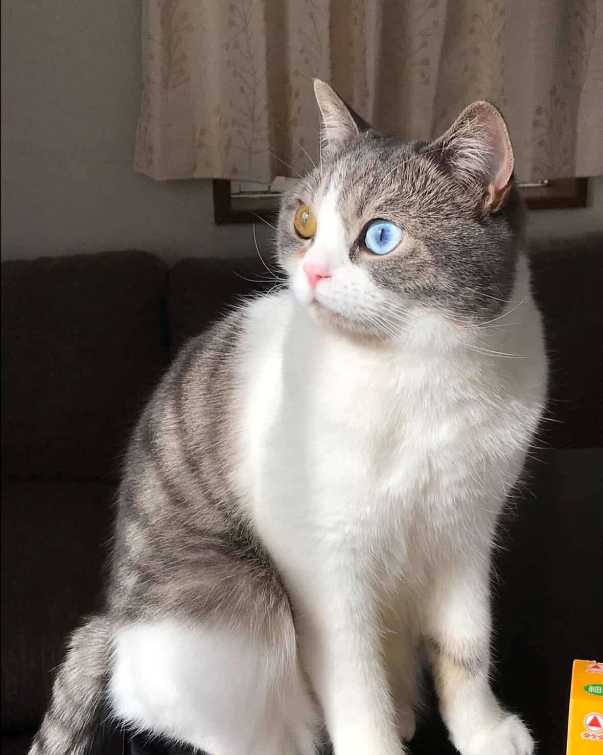 고양이, 반려동물
