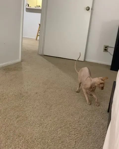Animal