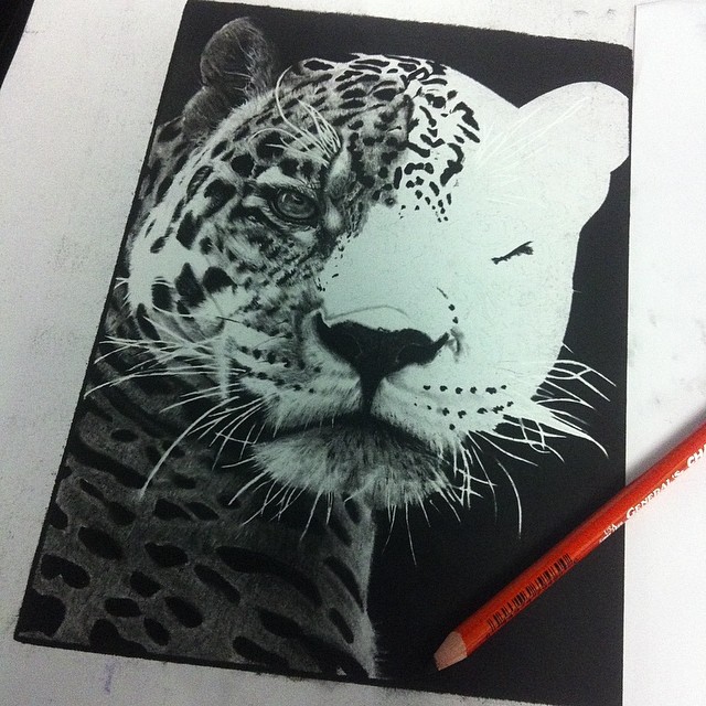 Animal