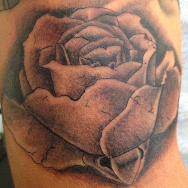 Flower, Rose