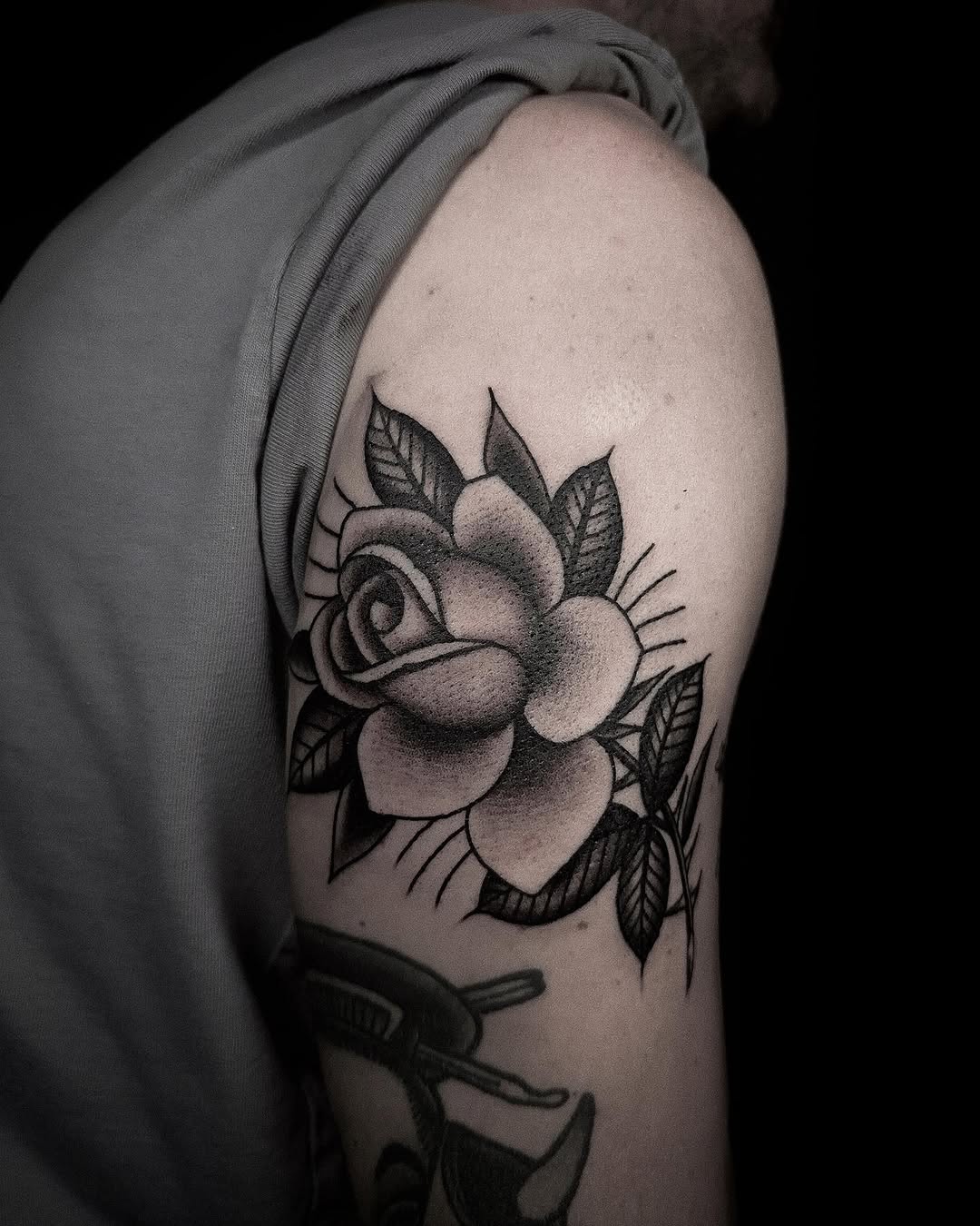 Flower, Rose, Nature