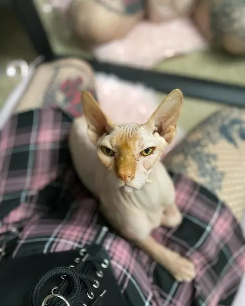 artkaylarose