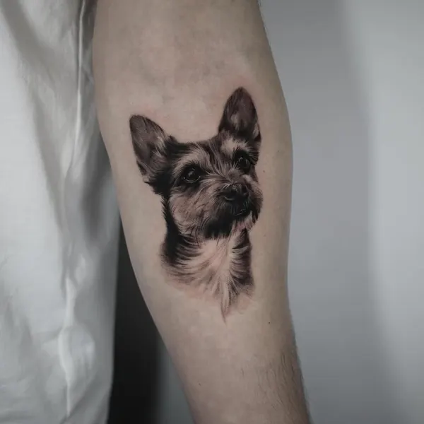 Animal