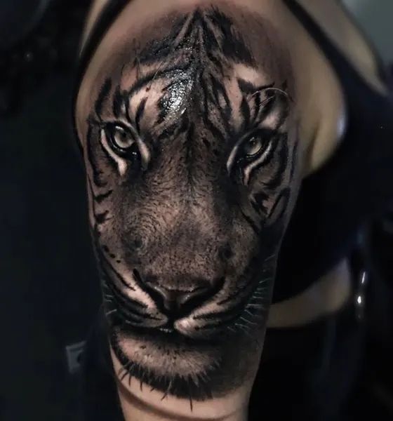 Tiger, 중국 호랑이, 일본 호랑이