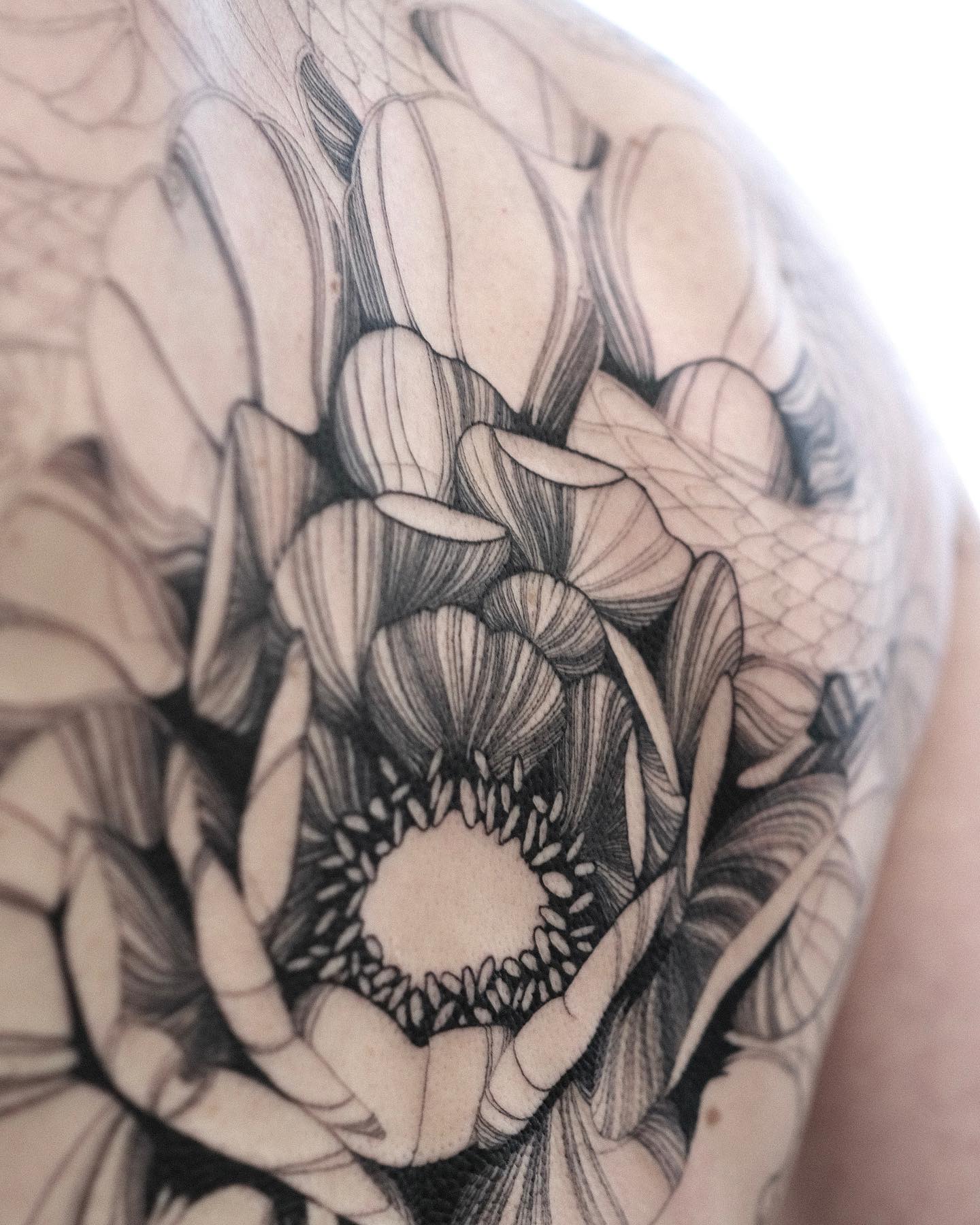 Flower, Nature, Rose