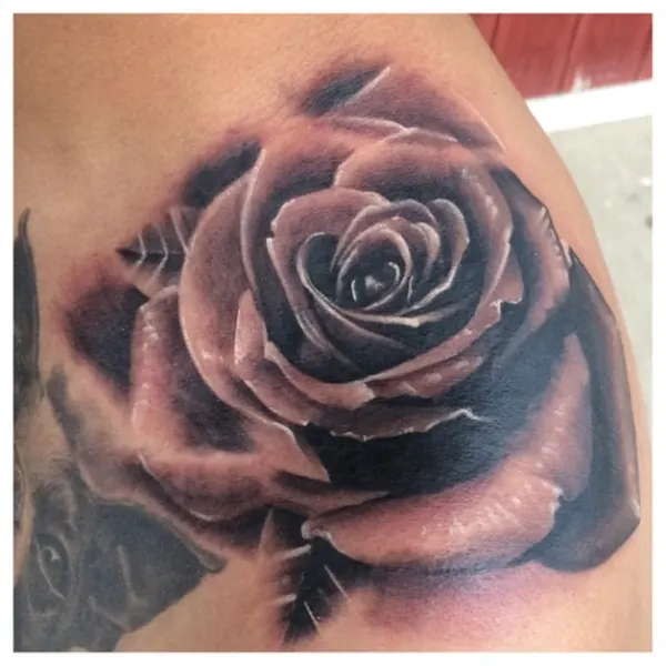 Flower, Rose