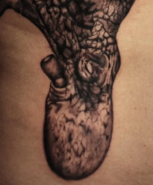 Animal