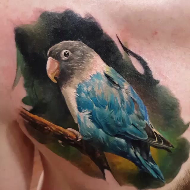 Animal