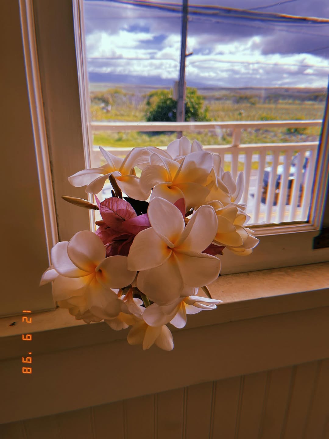 theangelrose
