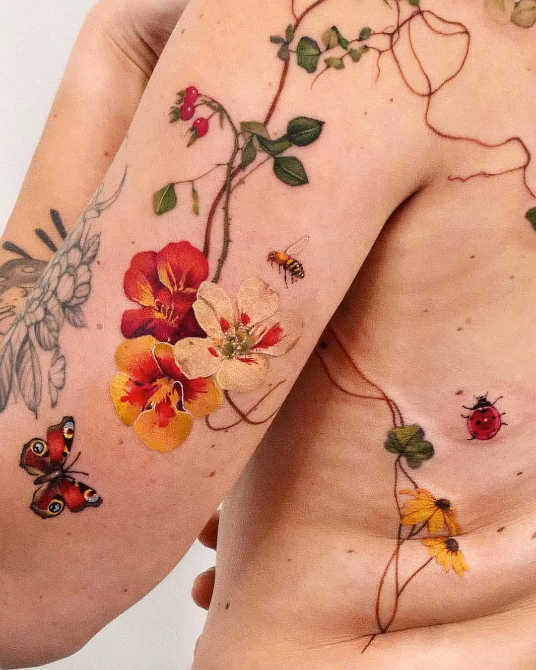 Flower, Nature, Rose