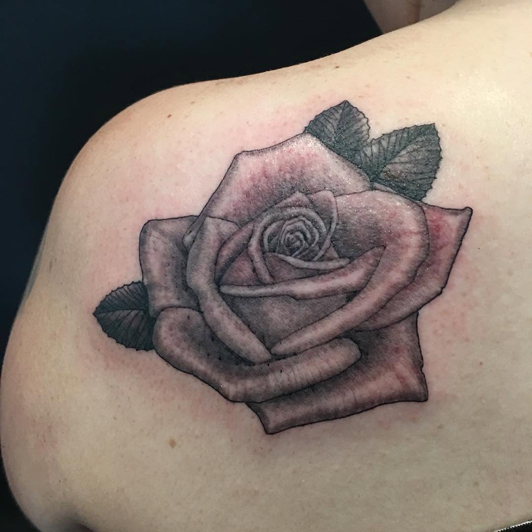 Flower, Rose, Nature