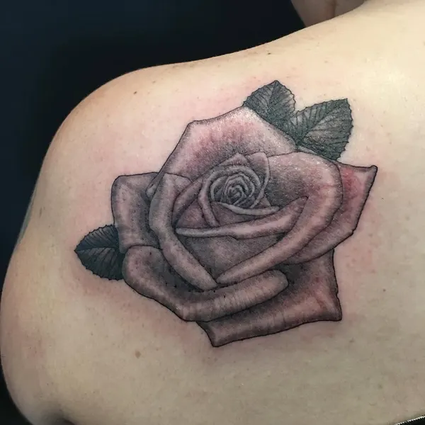 Flower, Rose, Nature