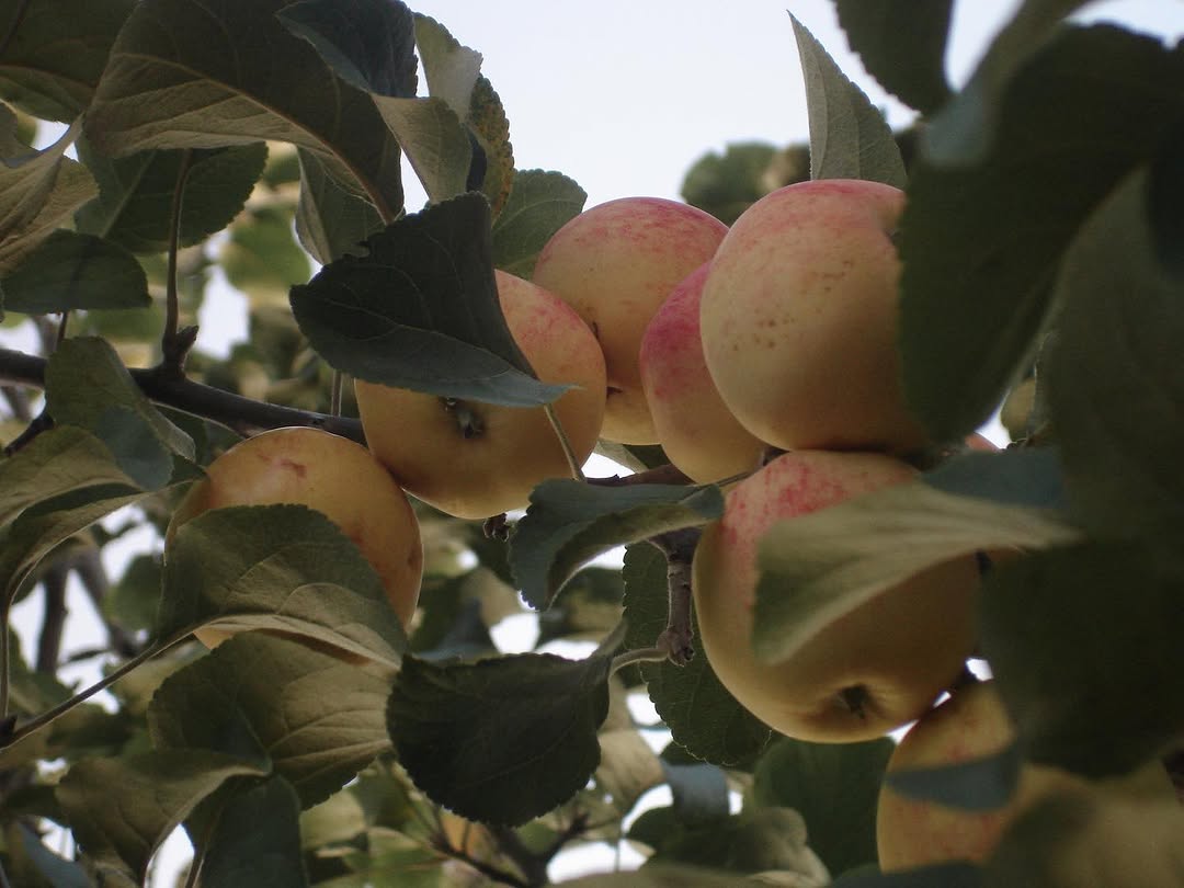 fflowerporn