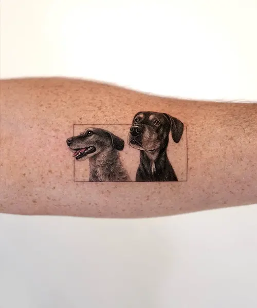 Animal