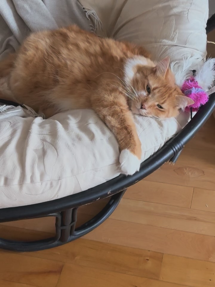 Tiger, Animal, 표범
